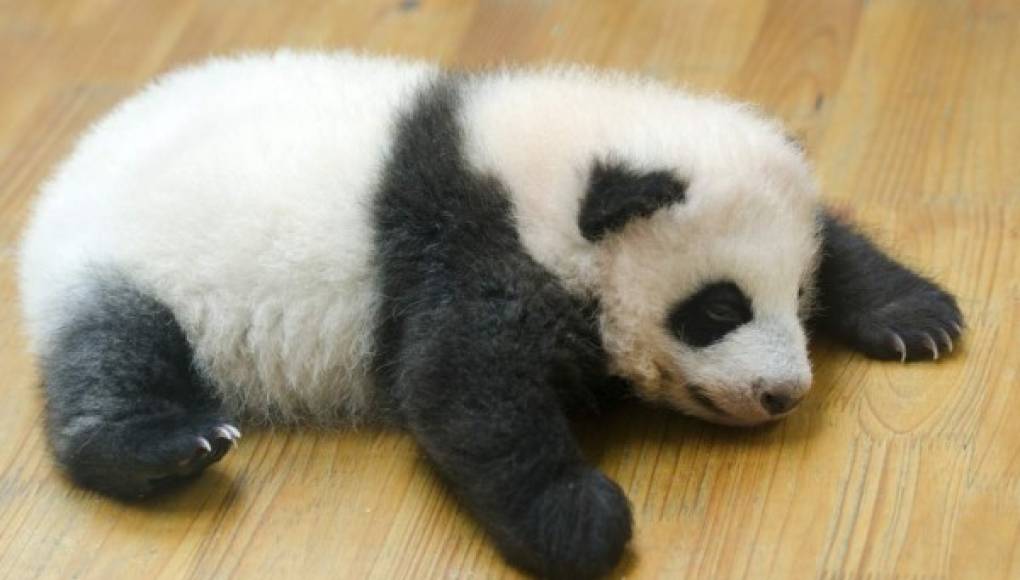 Nace panda gigante en Japón