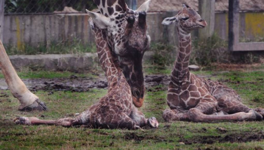 Nacen jirafas mellizas en Argentina