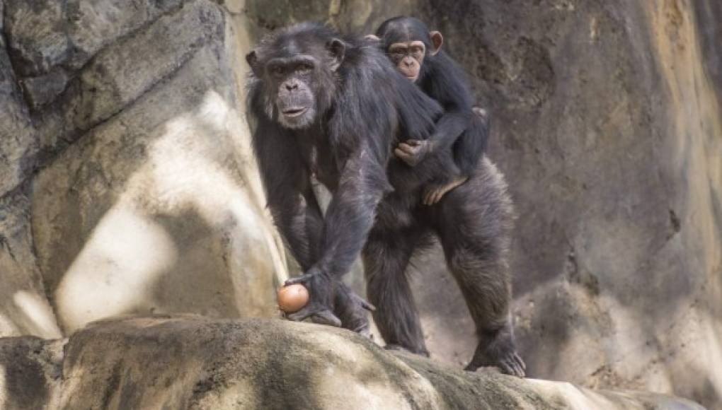 Chimpancés aprenden de sus madres