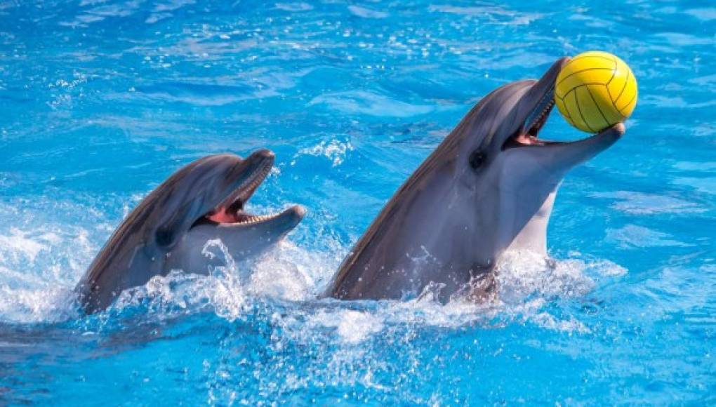 Graban a delfines conversando