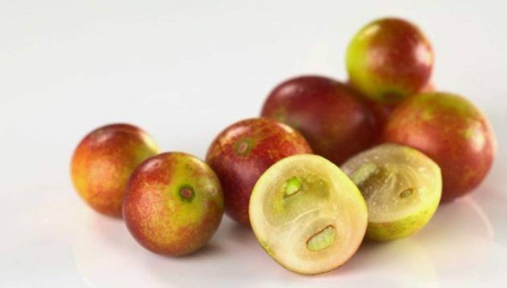 Científicos revelan beneficios para la salud de la fruta amazónica camu-camu