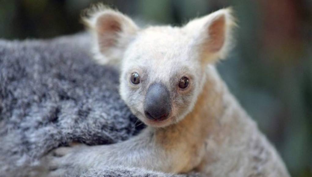 Koala blanca nace en zoológico de Australia