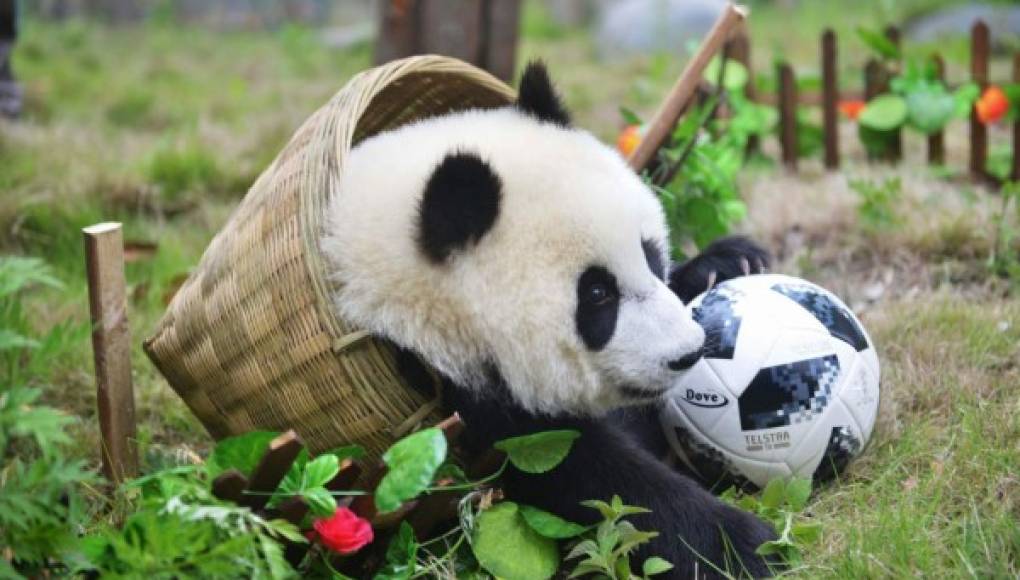 Los osos panda celebran su propio mundial