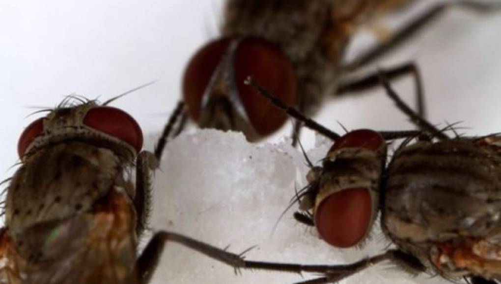 Lo que aportan las moscas para la salud humana