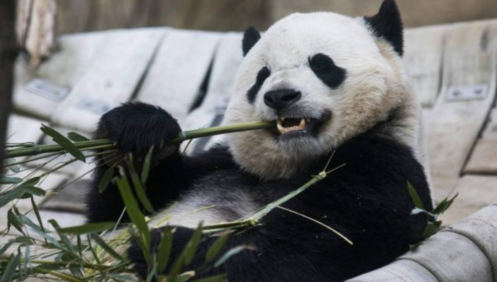 Bao Bao, la panda que viajó de Washington a China