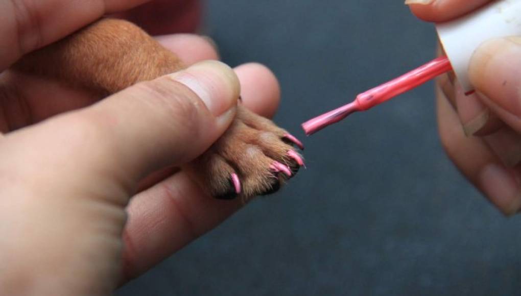 Lleva tu perro al salón