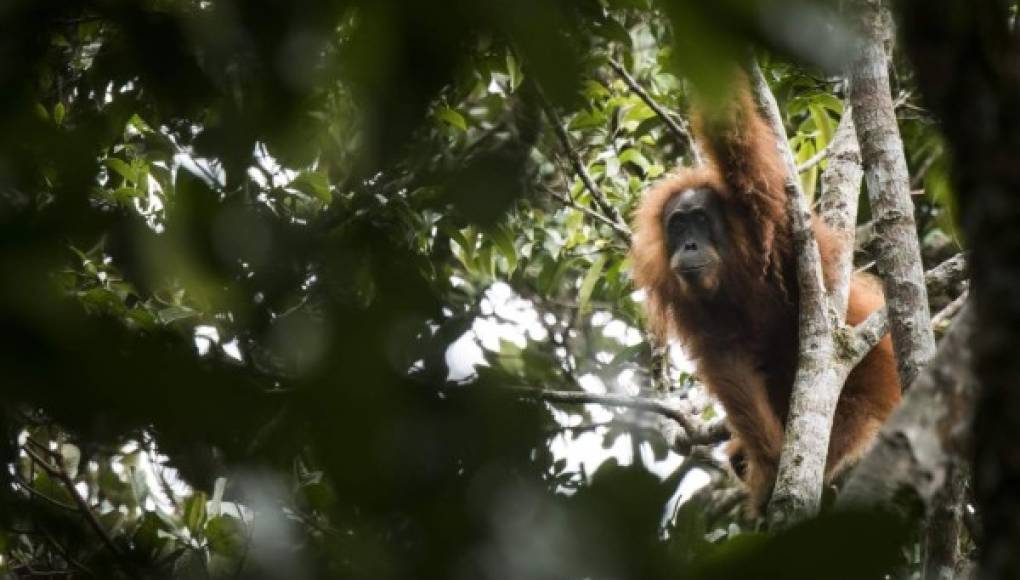 Descubren una nueva especie de orangután