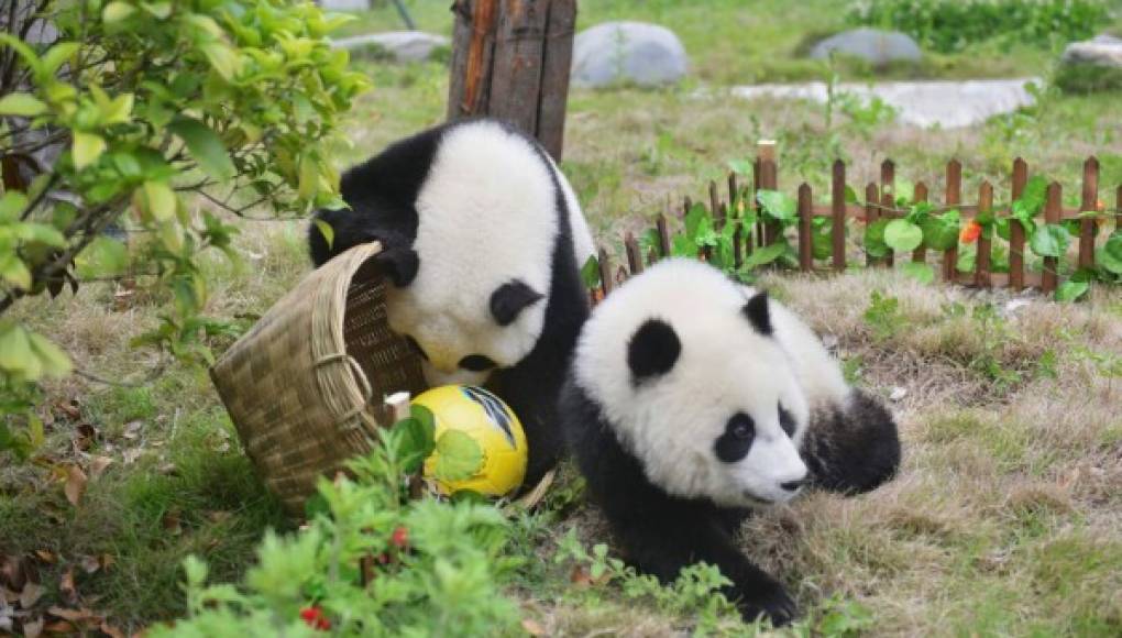 Los osos panda celebran su propio mundial
