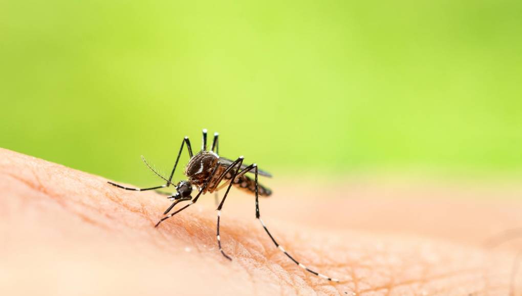 El cambio climático favorece casos de dengue y chikungunya