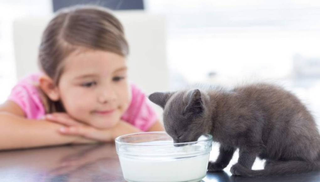 ¿Los productos químicos de uso doméstico están dañando la tiroides de su gato?
