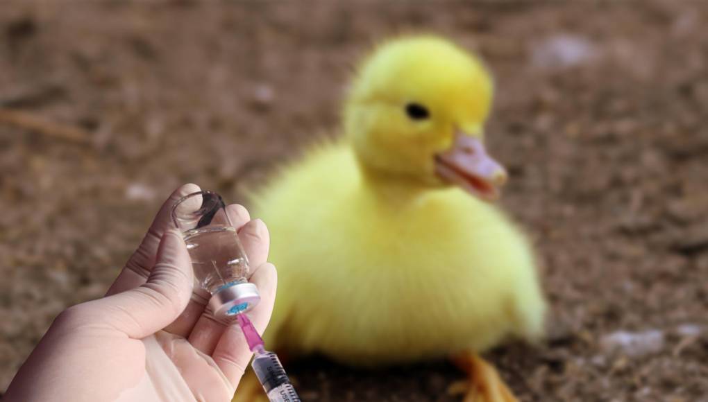 Vacunas probadas en patos contra gripe aviar son “muy eficaces”