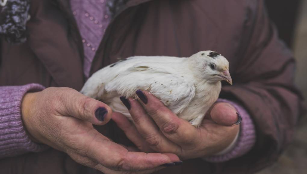 La transmisión de la gripe aviar al hombre es una “gran preocupación”, advierte la OMS