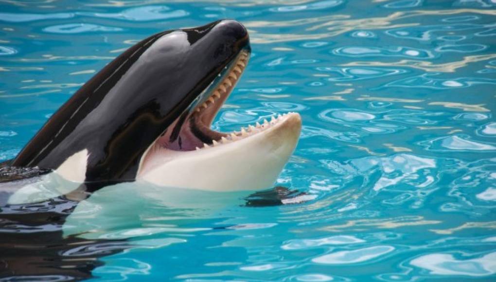 Wiki, la orca que dice 'hola' y 'adiós'