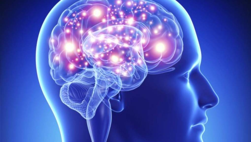 Cinco datos que no sabías del cerebro humano