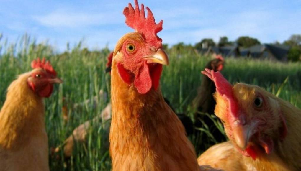 Las gallinas hacen que los mosquitos de la malaria huyan