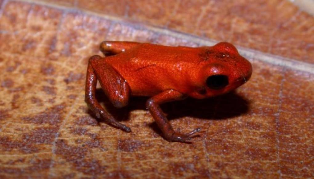 Una rana naranja y venenosa descubierta en Panamá