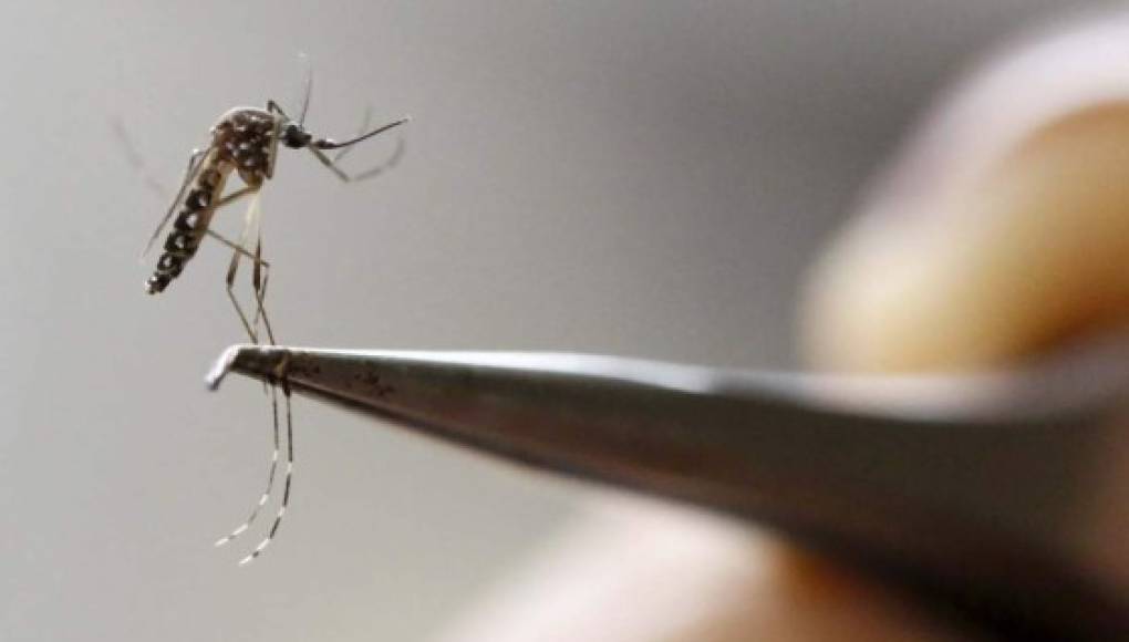 Zika aumenta los trastornos neurológicos