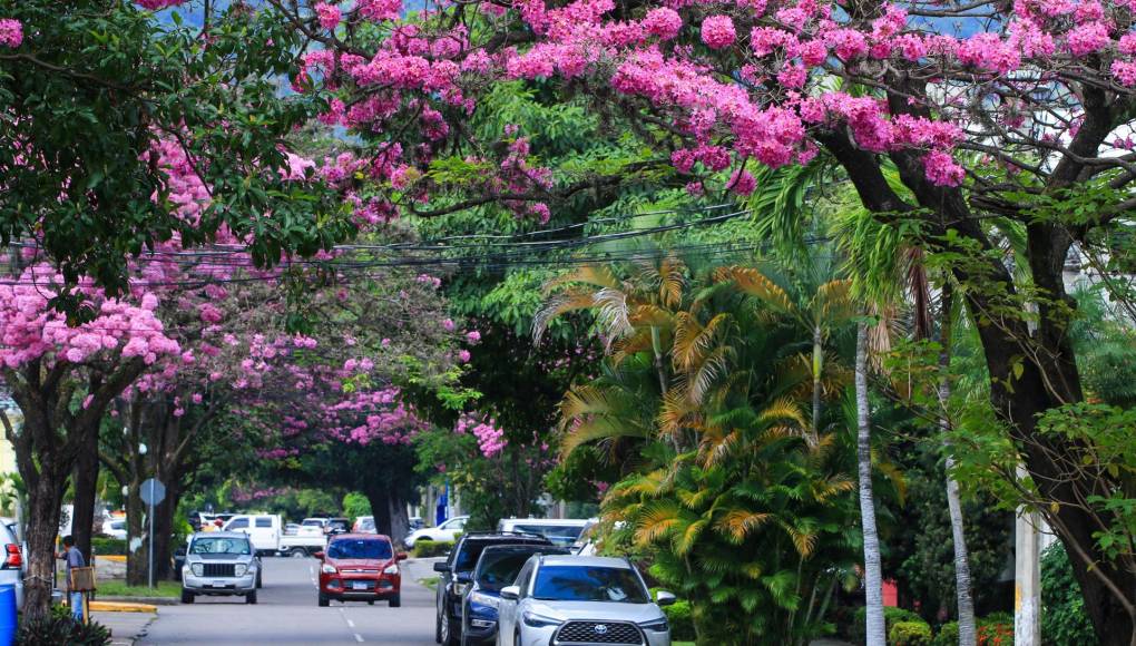 Como todos los años, pero sin perder el encanto, la ciudad de San Pedro Sula se pinta de color rosa por el florecimiento de los árboles de Macuelizo. 