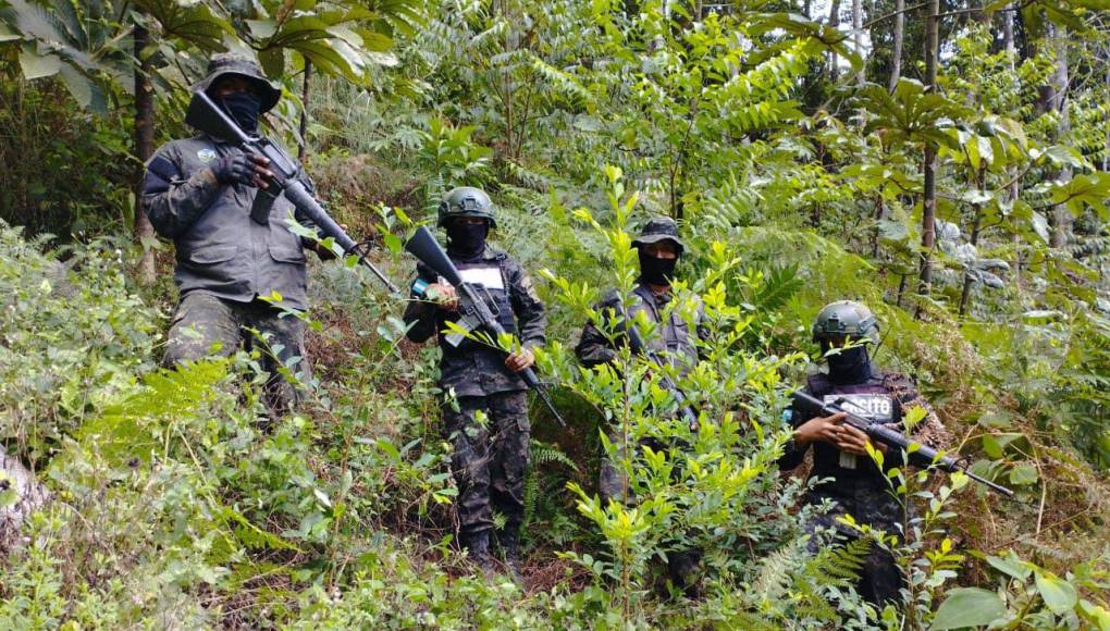 Se lograron identificar y asegurar cuatro hectáreas de presuntos arbustos de coca.