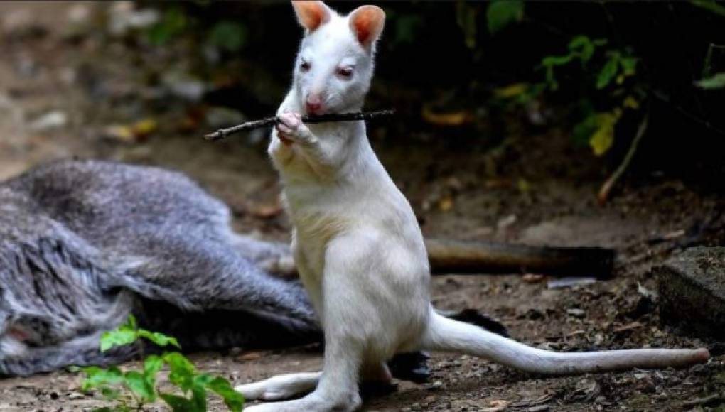 Archibald, el canguro albino que cautiva en zoológico