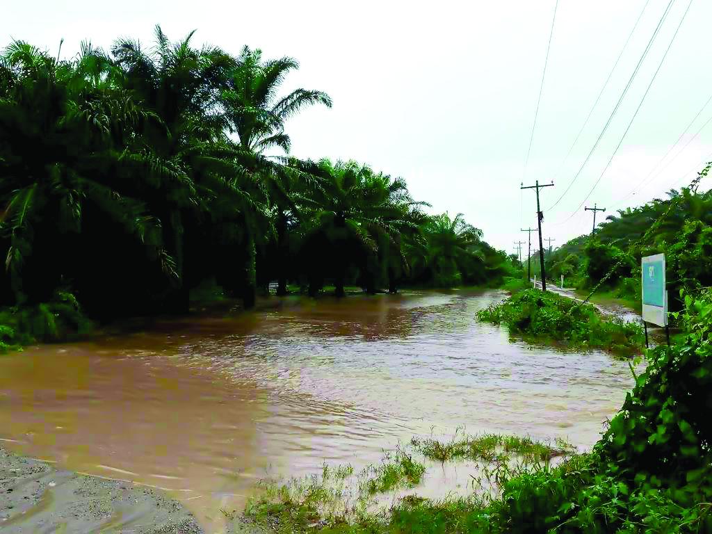 Inundadas plantaciones de palma, yuca, plátano y maíz