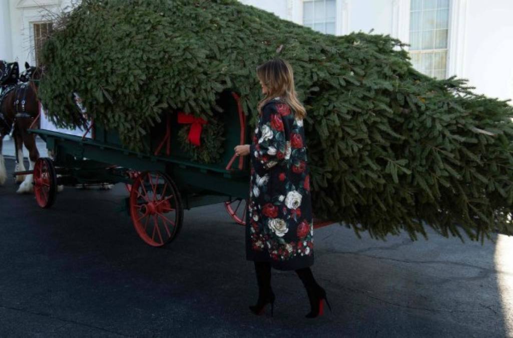 El enorme árbol llegó a la Casa Blanca en un carro tirado por caballos como manda la tradición y será colocado en el Salón Azul de la mansión.