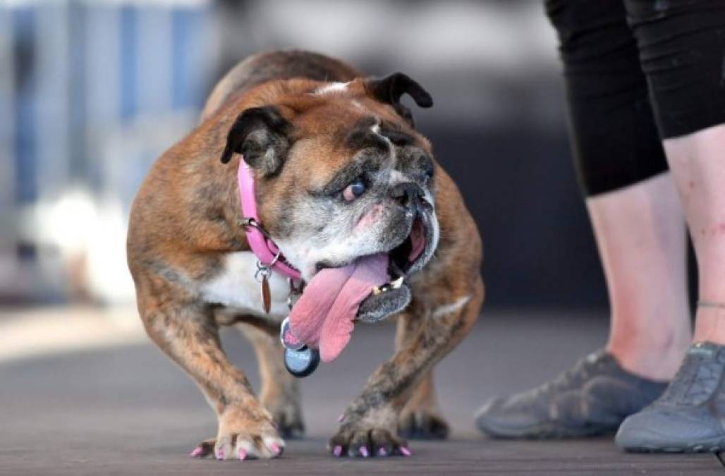 La pequeña localidad costera de Petaluma es sede de este evento desde hace más de 50 años, según los organizadores, que aspiran a promover la adopción de estos perros que nadie quiere.