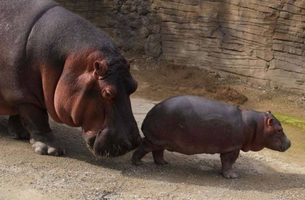 El pequeño siempre está bajo la mirada cuidadosa de su madre, que también es nacida en este zoológico mexicano.