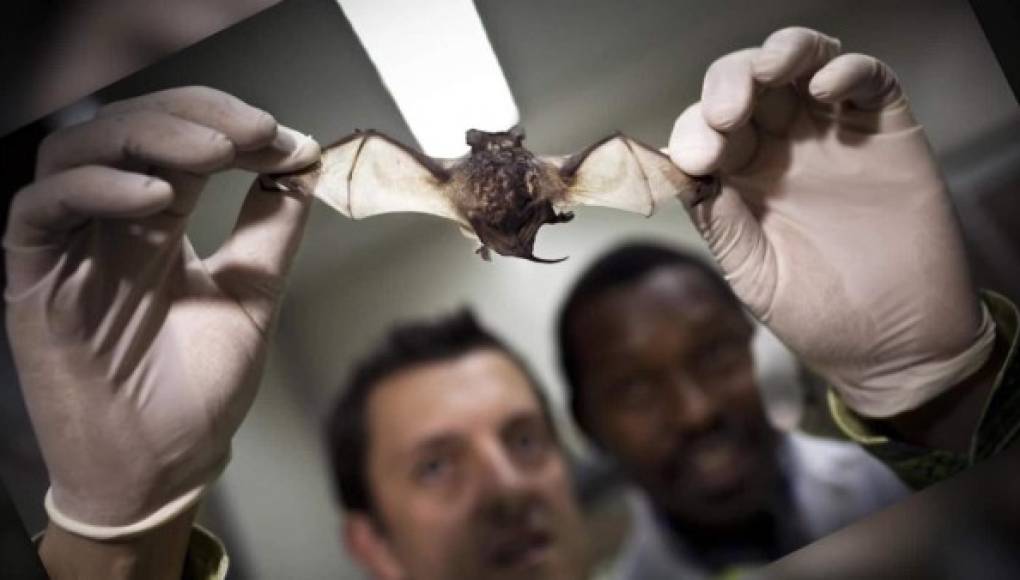 Identifican 36 tipos de coronavirus que viven en murciélagos