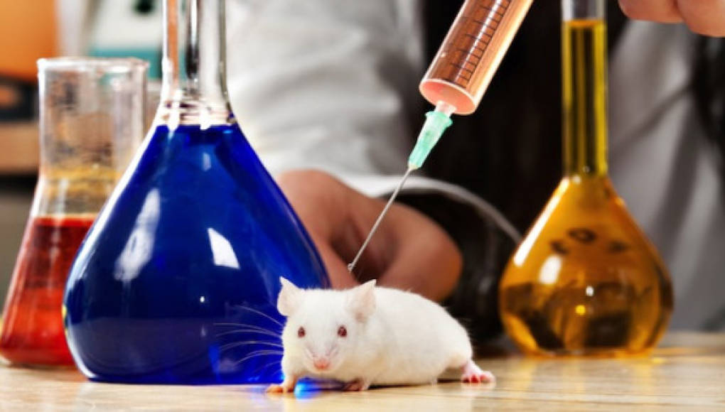 Científicos descubren un gen que frena la obesidad en ratones