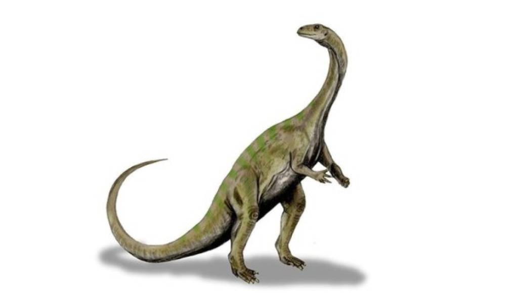 Hallan un nuevo tipo de dinosaurio en Sudáfrica