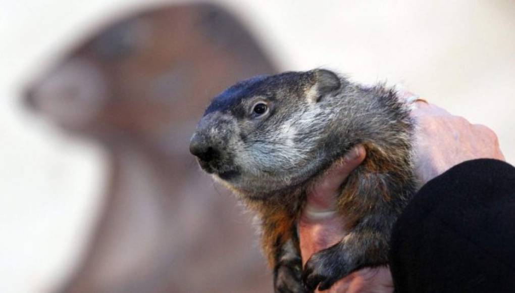 La marmota que predice el clima en EUA