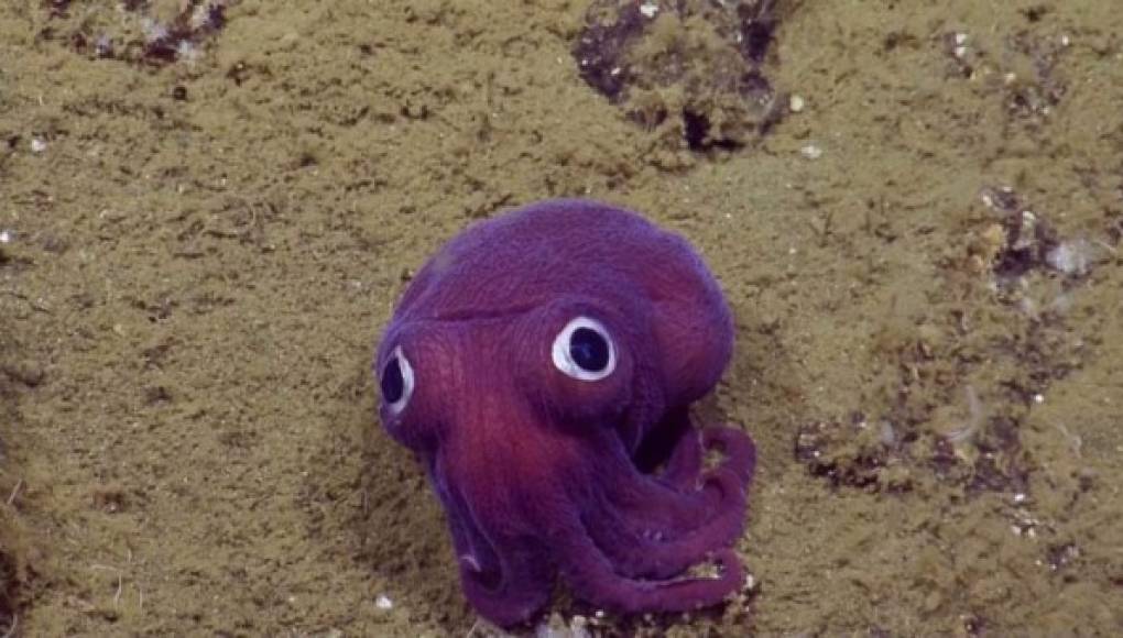 Un calamar que parece de juguete