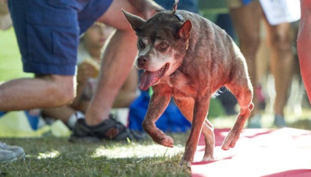 Conoce a la perrita más fea del mundo