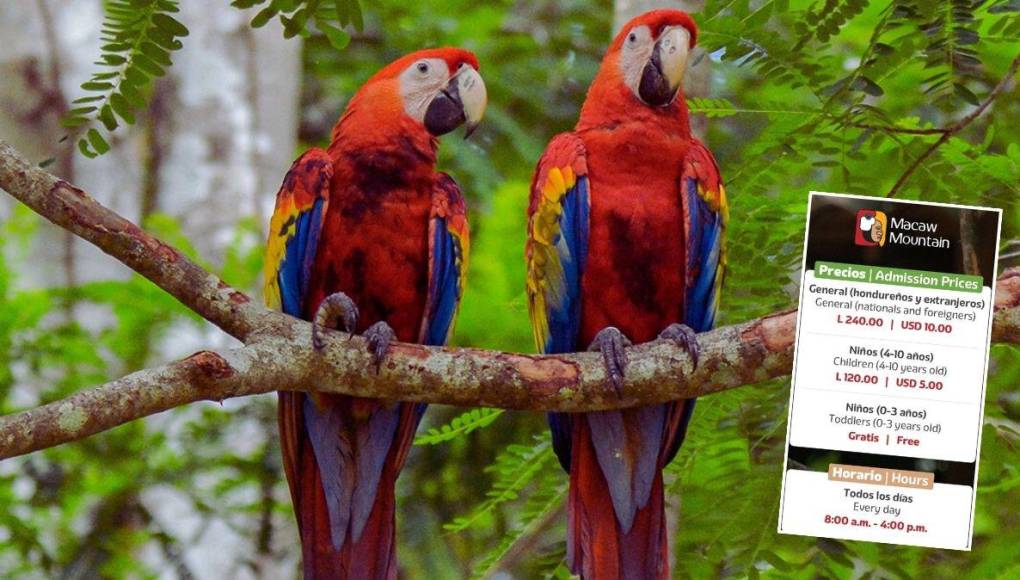Si su ruta es para el occidente, en Copán Ruinas las hermosas guacamayas del parque Macaw Mountain son la apuesta colorida de ese hermoso corredor de Honduras. Con precios accesibles y una gran variedad de actividades para esta semana, los visitantes sin duda la pasarán de lo mejor. 
