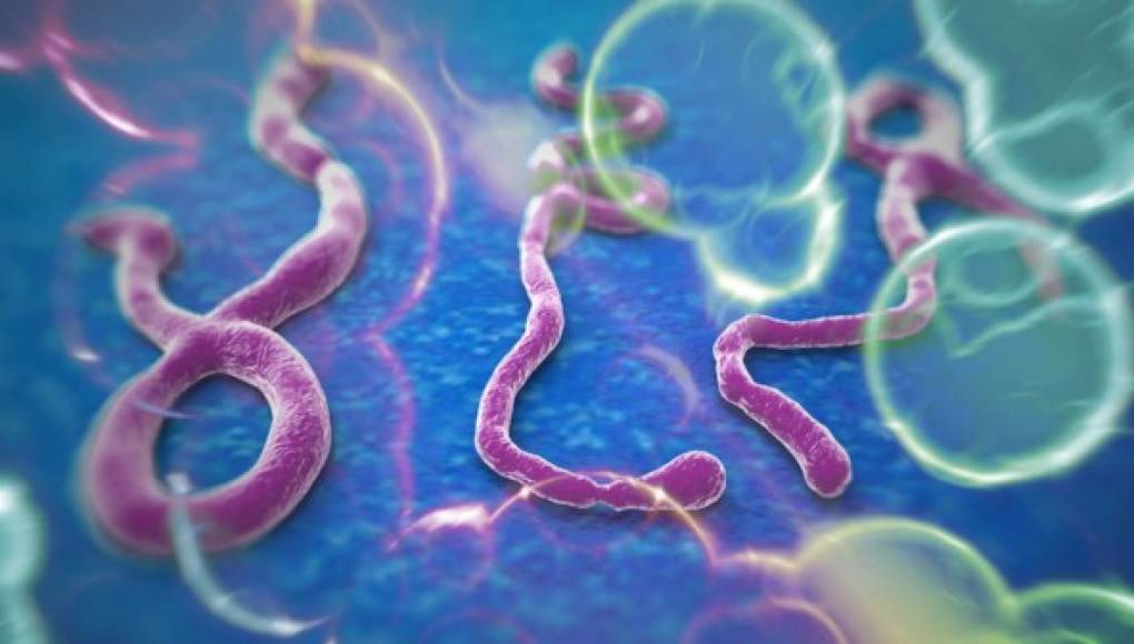 Para vencer el virus del Ébola: detección temprana y una buena atención