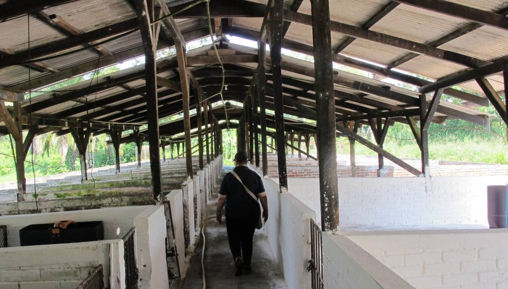 Hay granjas porcinas y avícolas en el Curla, que tienen su época de producción, cuando los estudiantes están en su periodo académico.