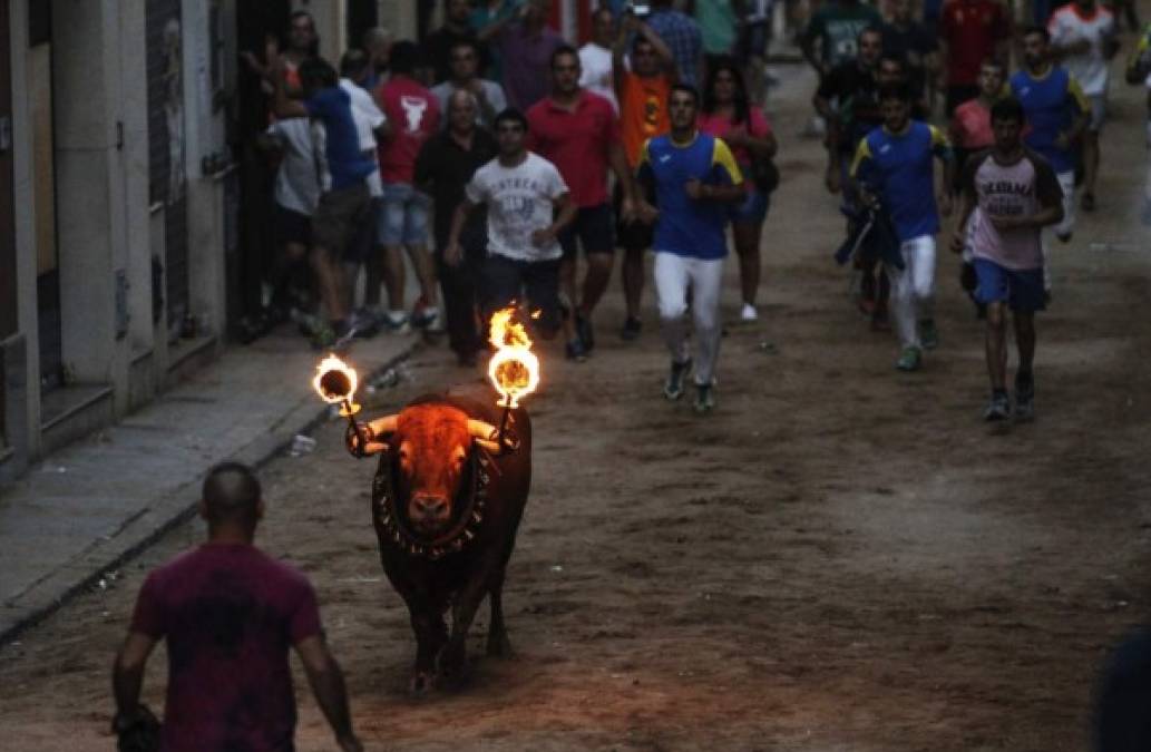 España. Un “toro embolao” se enfrenta a un participante en las fiestas patronales de la localidad valenciana de Meliana.