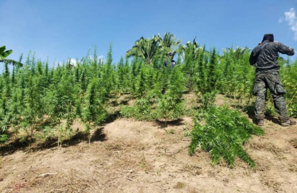En las montañas del municipio de Tocoa, departamento de Colón, se han localizado miles de cultivos de marihuana.