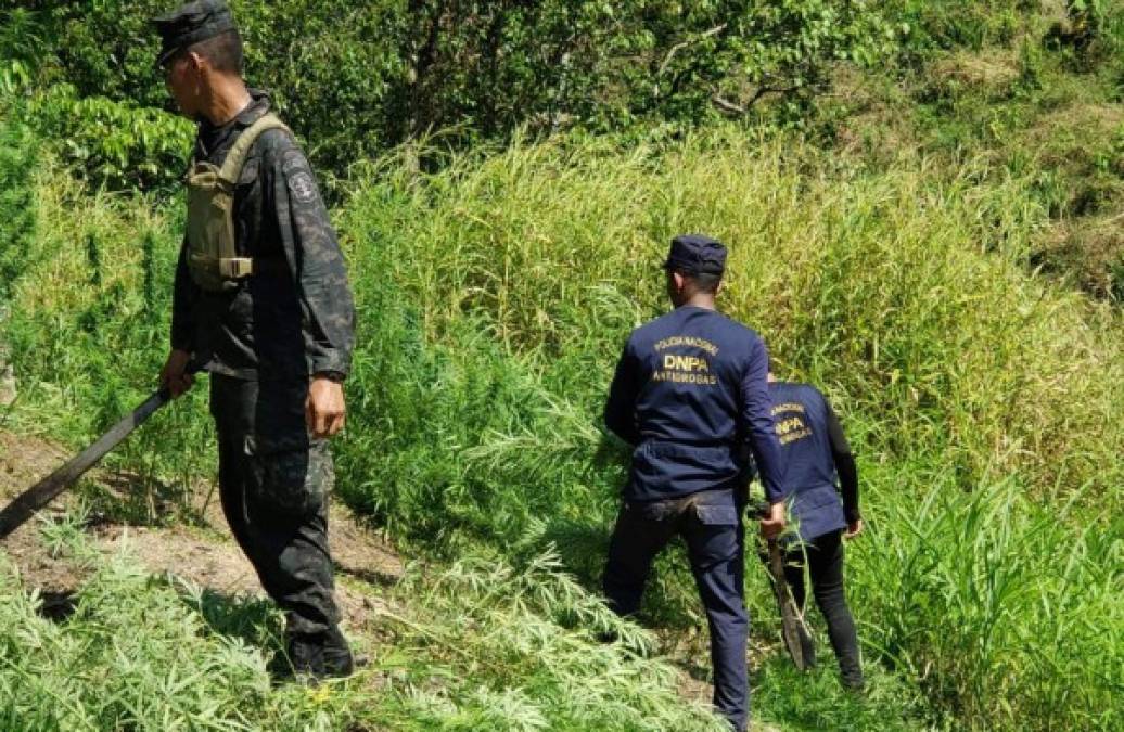 El hallazgo fue en una zona montañosa de la aldea El Pinalito, caserío de Nueva Armenia, en Tocoa, Colón.