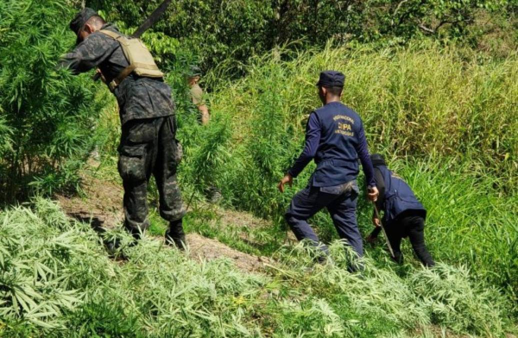 En total se encontraron 10,000 plantas de marihuana sembradas en 2 manzanas de tierra, mientras que en otro perímetro de igual dimensión se encontraron varias plantas de la droga que estaban en proceso de crecimiento.