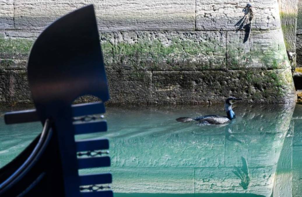 A seabird swims across clearer waters by a gondola in a Venice canal on March 17, 2020 as a result of the stoppage of motorboat traffic, following the country's lockdown within the new coronavirus crisis. (Photo by ANDREA PATTARO / AFP)