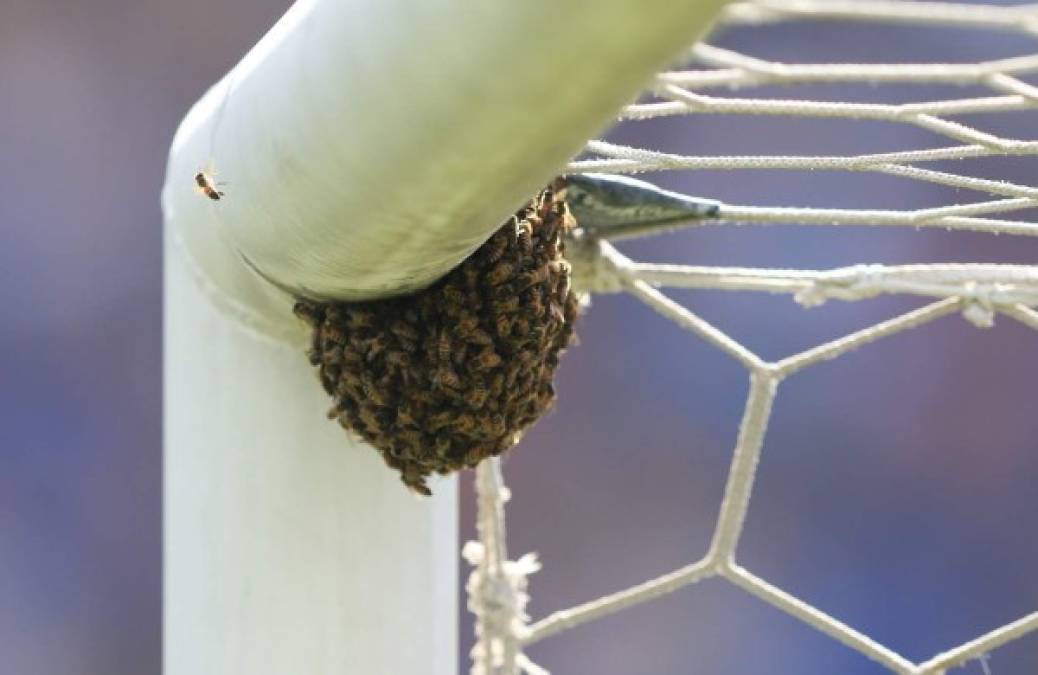 Un enjambre de abejas estuvo presente en el estadio.