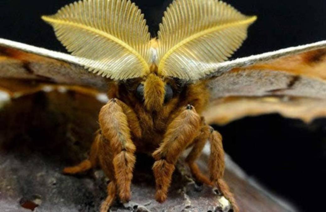 El insecto guarda similitud con las tarántulas por sus múltiples patas con pelitos y unas grandes alas que lo convierten sin dudas en una pesadilla para los humanos con fobia a las arañas.