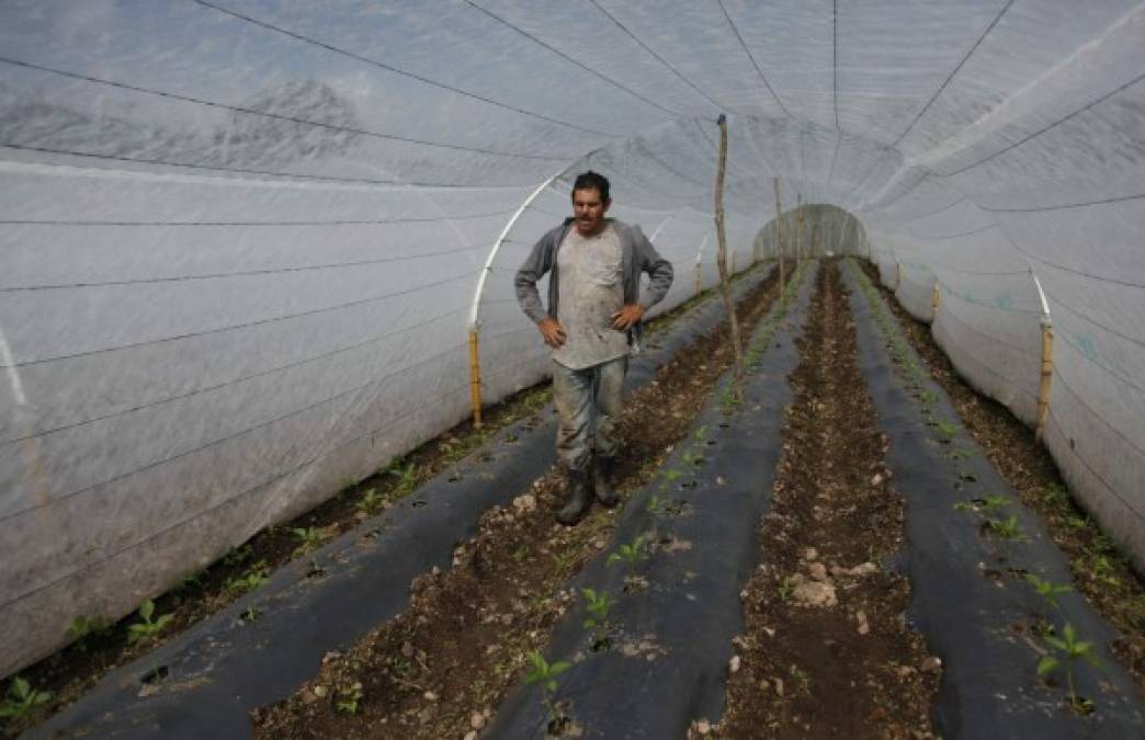 En el Occidente del país muchos agricultores utilizan invernaderos para cuidar sus productos de las plagas.