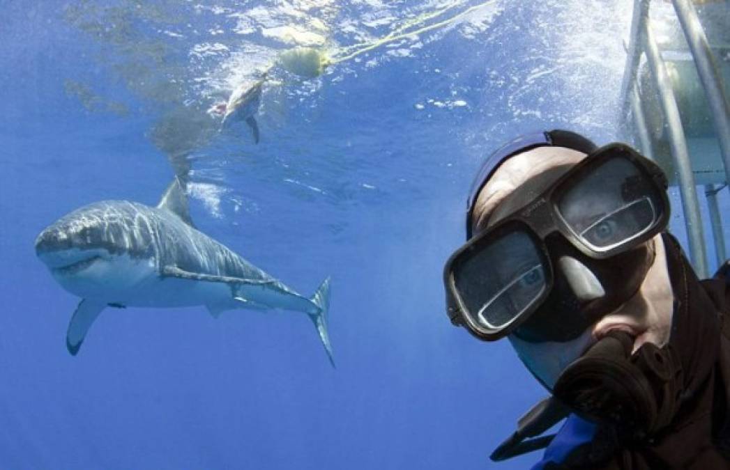 El fotógrafo neerlandés Peter Verhoog se tomó una 'selfie' con un gran tiburón blanco cerca de las costas de México. El aventurero se asomó por la jaula de protección cuando el depredador se le acercaba, pero no fue atacado.