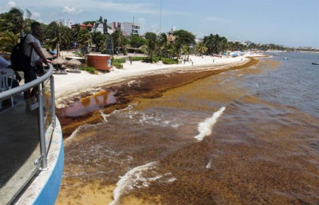 Cada día aumenta el número de empresarios y dueños de residencias que instalan mallas contenedoras de sargazo en el mar para facilitar su recolección antes de que se mezcle con la arena y evitar la erosión costera.<br/>