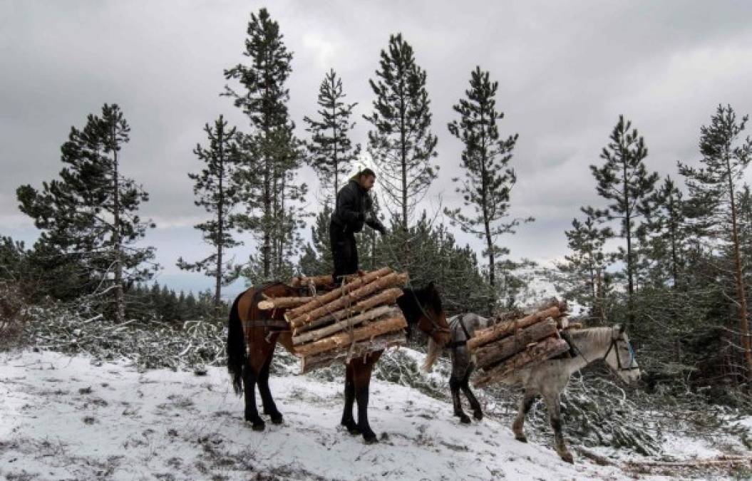 BULGARIA. Leñador sobre la leña. Un leñador dirige a dos caballos cargados de madera durante una deforestación cerca de Sofía. Foto: AFP/Nikolay Doychinov