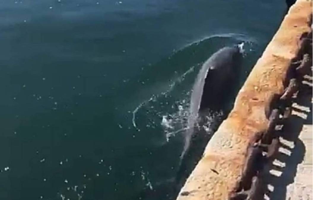 En el puerto de Cagliari en Italia, han sido avistados delfines que aprovechan la tranquilidad por la ausencia de lanchas y han vuelto a frecuentar las aguas que antes eran de uso exclusivo de los turistas.