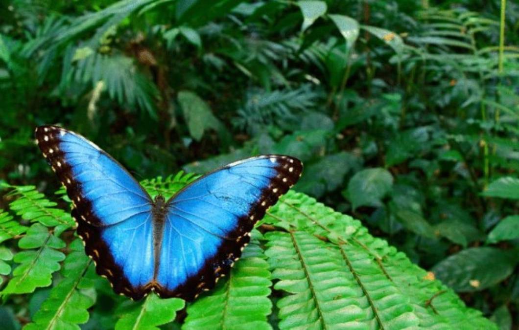 Se documentaron 246 especies de mariposas y polillas, incluida la mariposa morfo.